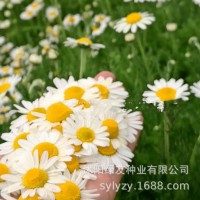 公司批發(fā)多年生宿根洋甘菊花種子茶菊甘野菊泡茶小雛菊花種子