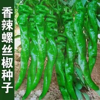 螺絲椒種子蔬菜種子辣椒種子雜交高產(chǎn)香辣特大螺絲椒種子羅絲椒