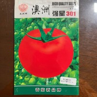 五洲牌澳洲強星301番茄種籽高產(chǎn)四季園林盆栽蔬菜種子電商批發(fā)