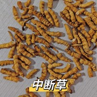 冬蟲夏草斷草純?nèi)怏w批發(fā)零售各種規(guī)格那曲正品蟲草草本大斷草自用