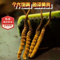 冬蟲夏草正品2根/克西藏那曲精品干蟲草源頭廠家全國批發(fā)一件代發(fā)