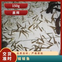娃娃魚苗 魚腳切塊 技術指導生態(tài)養(yǎng)殖鮮活 批發(fā)零售   100條
