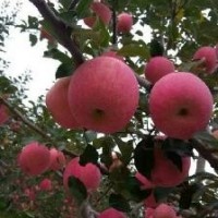 陜西紅富士蘋果產地供應  10000斤