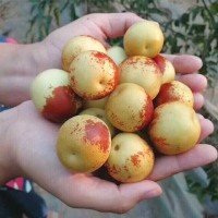 大荔冬棗代辦電話 大荔范家冬棗價格 1000斤
