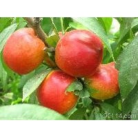 麗春油桃-早熟油桃-耐運(yùn)輸甜油桃品種 5000公斤