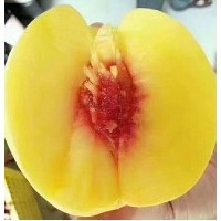 陜西黃桃新品種-錦繡黃桃，香甜可口，耐運(yùn)輸，陽歷8月份成熟 5斤