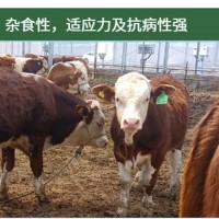 廠家直供 西門塔爾牛 小牛犢 肉牛 可預定 開魯振發(fā)養(yǎng)殖場